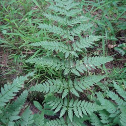 Dryopteris carthusiana (spinulose wood fern)